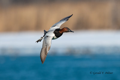 Canvasback (m)