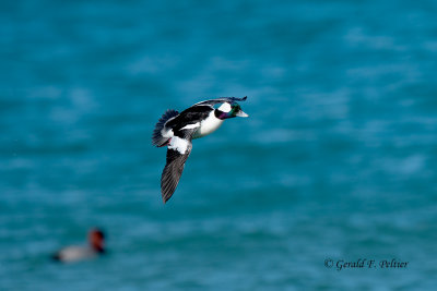 Bufflehead (m)