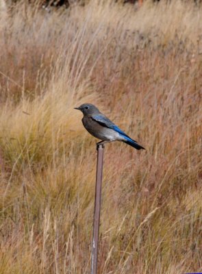 One of the Blue Bird of Happiness in Valles Caldera NM