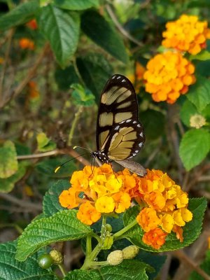 Butterfly and Flowers