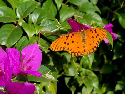 Butterfly and Flowers