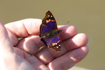 Purple, Orange, Brown and White Butterfly 01