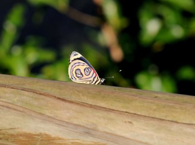 Mini Butterfly - Red