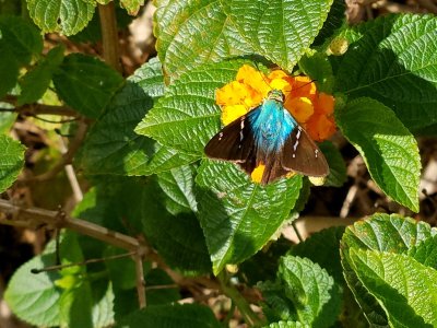 This one is an irricident Blue Moth