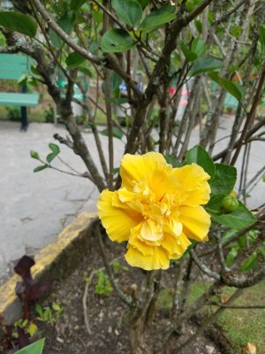 Flowers on the way to Machu Picchu