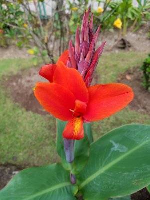 Flowers on the way to Machu Picchu