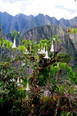 Flowers at Machu Picchu