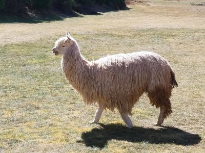 Alpaca