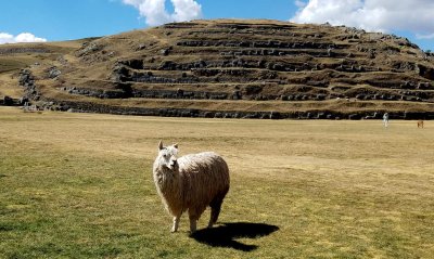 Alpaca - Here I am posing at my home in Cusco