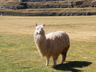 Alpaca - Are you talkin to ME!