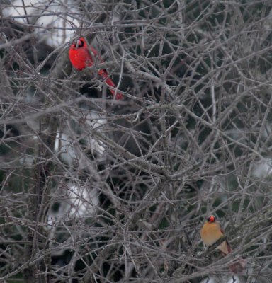 Male and Female Cardinals
