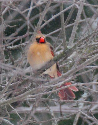 Female Cardinal