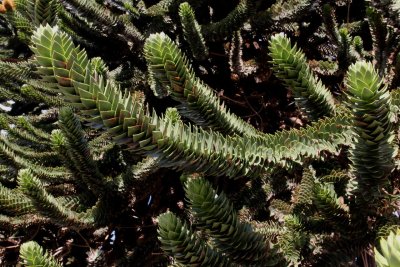 Branch of a Monkey Puzzle Tree