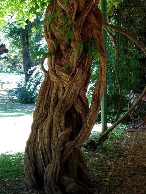 Twisted Tree - Jardin Botanico Carlos Thays Park - Buenos Aires