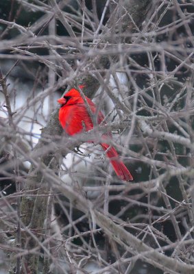 Mr. Cardinal