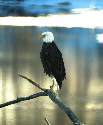 Bald Eagle on the Des Moines River