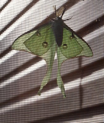 Luna Moth through a Screen
