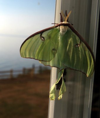 Luna Moth (not through a screen, just a window)