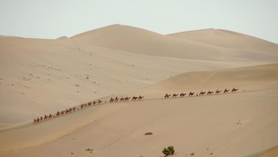 Camel Caravan