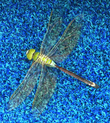 Dragonfly