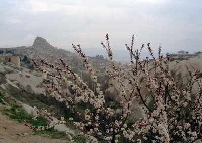 Greme National Park and the Rock Sites of Cappadocia and Blooms