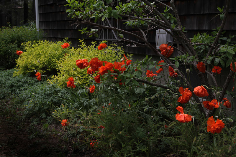 oriental poppies