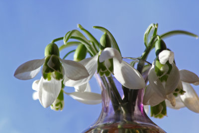 snowdrops