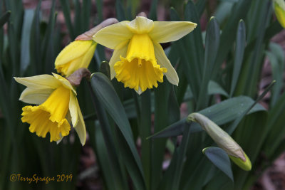 narcissus