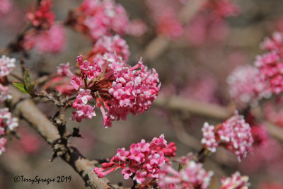 viburnum fragrans