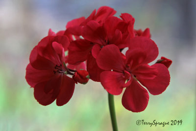 geranium