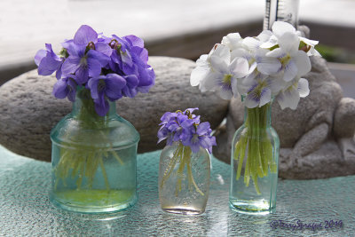 wild violets in vintage bottles.