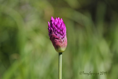 globe allium