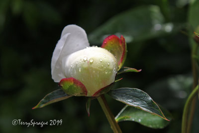 peony Festiva Maxima