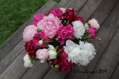 peony rescue