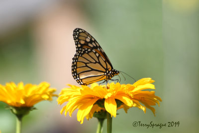 Monarch on heliopsis