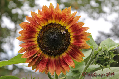 volunteer sunflower with bee