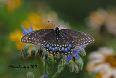 black swallowtail butterfly