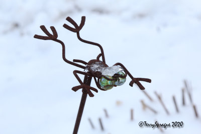 froggie