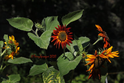 volunteer sunflowers 