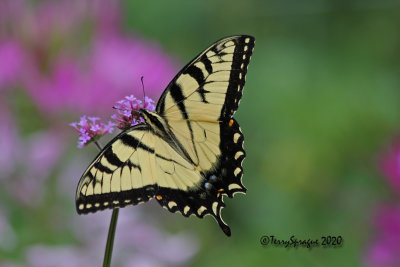 Eastern Tiger Swallowtail