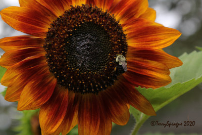 bee on sunflower