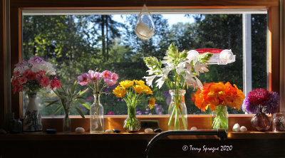 on my kitchen windowsill