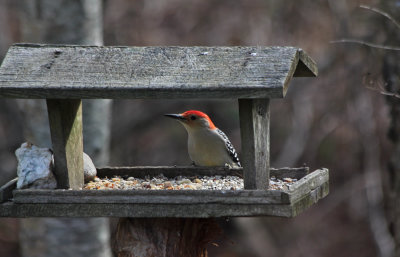 red-bellied woodpecker