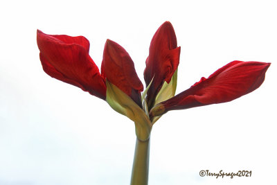 my holiday amaryllis 