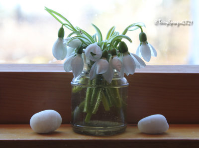 first snowdrops