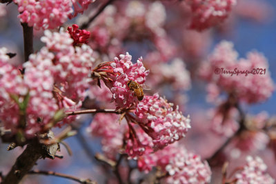 spring nectar