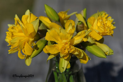  sweet little Lilliputian double daffodils!