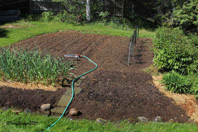 my garden