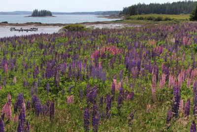 Island lupines