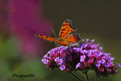 Eastern Comma